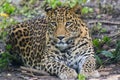 Leopard or Spotted Big Cat Portrait or Closeup Front Shot Royalty Free Stock Photo