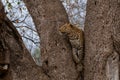 Leopard in a tree in Mashatu Game Reserve Royalty Free Stock Photo