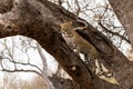 Leopard in a tree in Mashatu Game Reserve Royalty Free Stock Photo