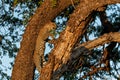 Leopard in a tree in Mashatu Game Reserve Royalty Free Stock Photo