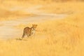 Leopard, Panthera pardus shortidgei, hidden portrait in the nice yellow grass. Big wild cat in the nature habitat, Hwange NP, Zimb Royalty Free Stock Photo