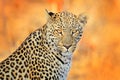Leopard, Panthera pardus shortidgei, hidden portrait in the nice yellow grass. Big wild cat in the nature habitat, Hwange NP, Zimb