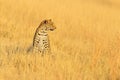 Leopard, Panthera pardus shortidgei, hidden portrait in the nice yellow grass. Big wild cat in the nature habitat, Hwange NP,