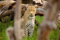 Leopard, Panthera pardus shortidgei, Okavango delta, Botswana in Africa. Wild cat hidden portrait in the nice forest tree trunk. Royalty Free Stock Photo