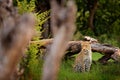 Leopard, Panthera pardus shortidgei, Okavango delta, Botswana in Africa. Wild cat hidden portrait in the nice forest tree trunk. Royalty Free Stock Photo