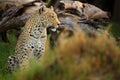 Leopard, Panthera pardus shortidgei, Okavango delta, Botswana in Africa. Wild cat hidden portrait in the nice forest tree trunk. Royalty Free Stock Photo