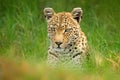 Leopard, Panthera pardus shortidgei, Okavango delta, Botswana in Africa. Wild cat hidden portrait in the nice forest tree trunk. Royalty Free Stock Photo