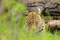 Leopard, Panthera pardus shortidgei, Okavango delta, Botswana in Africa. Wild cat hidden portrait in the nice forest tree trunk. Royalty Free Stock Photo