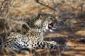 Leopard Showing Teeth