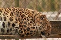 Leopard Panthera pardus Royalty Free Stock Photo