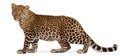 Leopard, Panthera pardus, standing