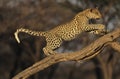 Leopard (Panthera Pardus) standing on branch