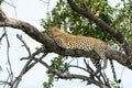 Leopard in a tree in Mashatu Game Reserve Royalty Free Stock Photo
