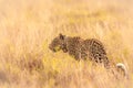 Leopard  Panthera pardus wondering in the grass, Queen Elizabeth National Park, Uganda. Royalty Free Stock Photo