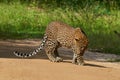 Leopard Panthera pardus Yala National Park Sri Lanka Ceylon
