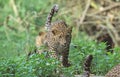 LEOPARD panthera pardus, YOUNG WALKING ON GRASS Royalty Free Stock Photo