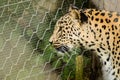 Leopard - Panthera pardus Royalty Free Stock Photo