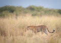 A leopard patiently waiting for the wildebeest to cross the Nile river during the migration Royalty Free Stock Photo