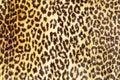 Leopard pattern Royalty Free Stock Photo