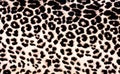 Leopard Pattern Royalty Free Stock Photo