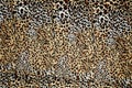 Leopard pattern fabric close-up for background use