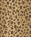 Leopard pattern Royalty Free Stock Photo