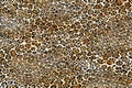 Leopard Pattern. Leopard Print. Leopard Texture. Leopard background. Animal Skin For Textile Print, Wallpaper.Geometric And Ethnic Royalty Free Stock Photo
