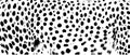 Leopard pattern texture design, vector illustration background animal spot Royalty Free Stock Photo