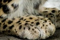 Leopard paw close up detail - Panthera Royalty Free Stock Photo