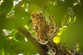 Leopard peeping through leaves and have Beautiful and sharp eyes