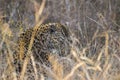 Leopard peeping through long grass Royalty Free Stock Photo