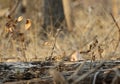 Leopard peeping from the tree trunk