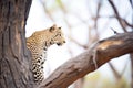 leopard perched high, surveying its territory