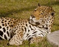 A lazy leopard Royalty Free Stock Photo