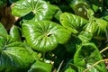 Leopard Plant - Farfugium Japonicum - Ligularia Tussilaginea