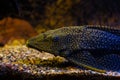 Leopard pleco from Amazon basin, armored catfish, helpful freshwater algae eater, popular fish species rest on gravel bottom