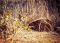 Leopard portrait Royalty Free Stock Photo