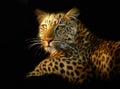 Leopard portrait