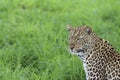 Leopard portrait against green background