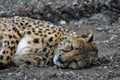 Leopard portrait. The animal sleeps on the ground.