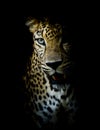 Leopard portrait