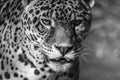 Leopard portrait, bold contrast in black and white