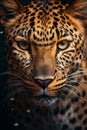 leopard portrait close up, AI generated Royalty Free Stock Photo