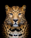 Leopard portrait Royalty Free Stock Photo