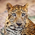 Leopard portrait Royalty Free Stock Photo