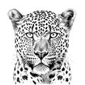 Leopard portrait sketch hand drawn engraving style