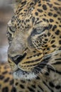 Leopard portrait - very close up Royalty Free Stock Photo