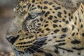 Leopard portrait - very close up