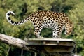 Leopard Posing Royalty Free Stock Photo