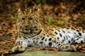Leopard posing Royalty Free Stock Photo